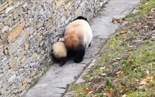 Скачать видео: 水秀带儿子茅茅认路