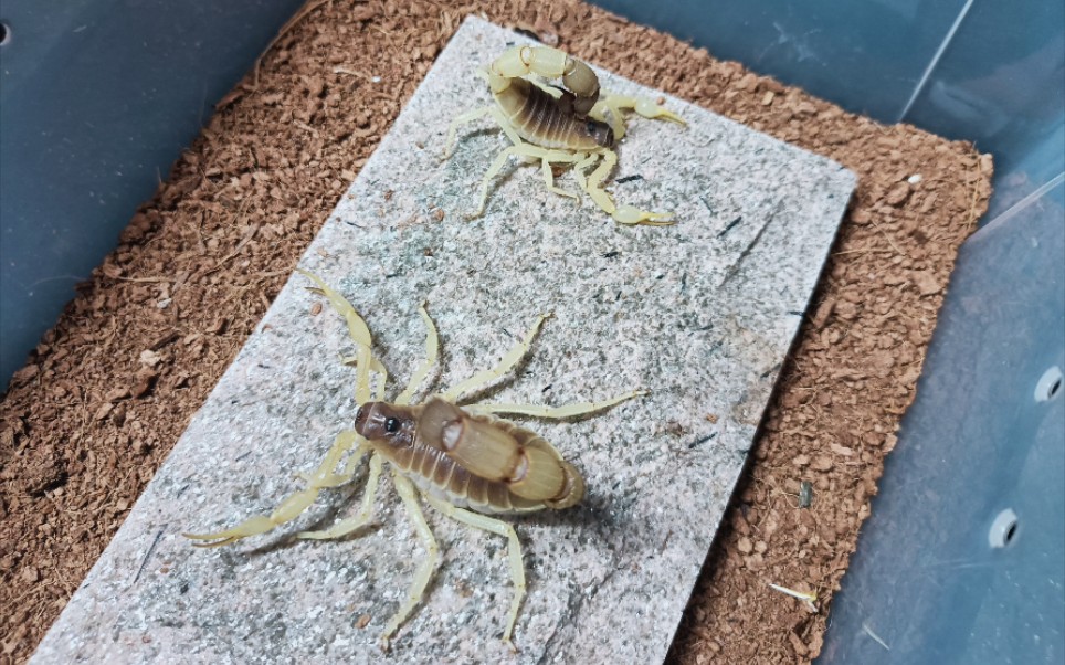 蝎子繁殖之青玉粗尾蝎