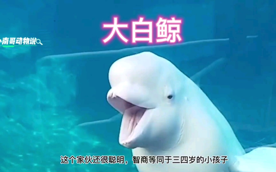 大白鲸：专治熊孩子