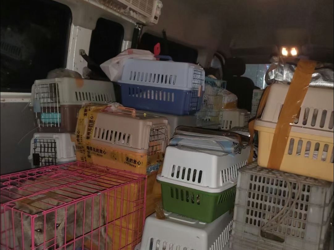 这就是过年宠物托运的真实环境?
