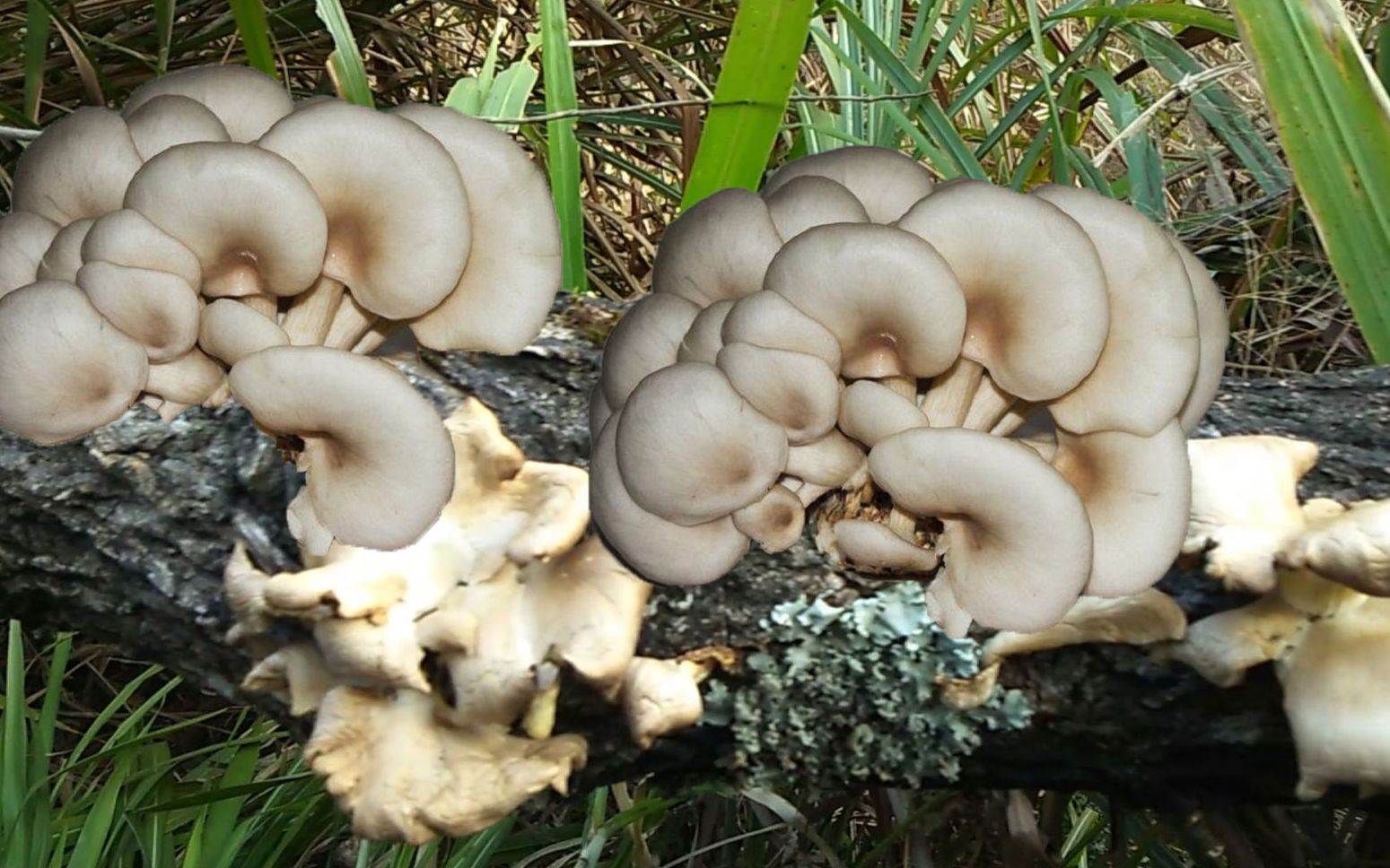冬天野外生长的蘑菇图片