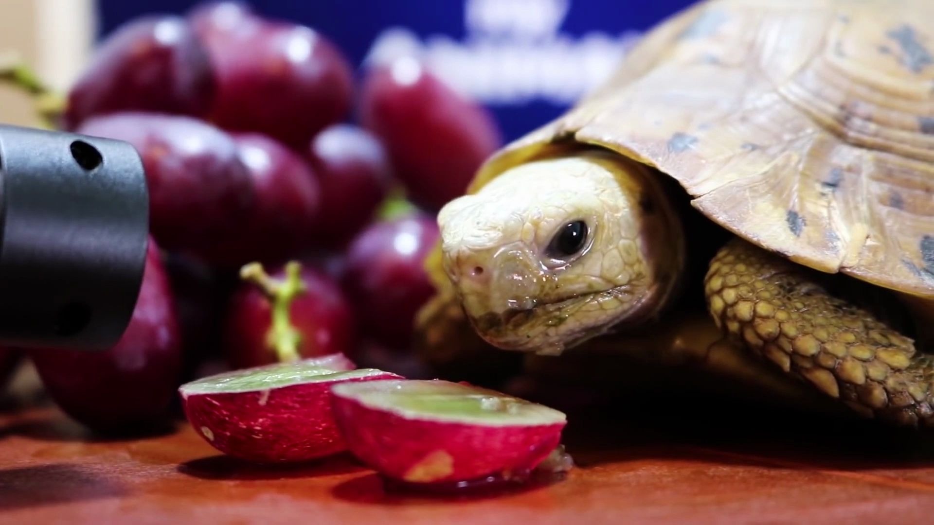 【动物吃播】乌龟吃葡萄
