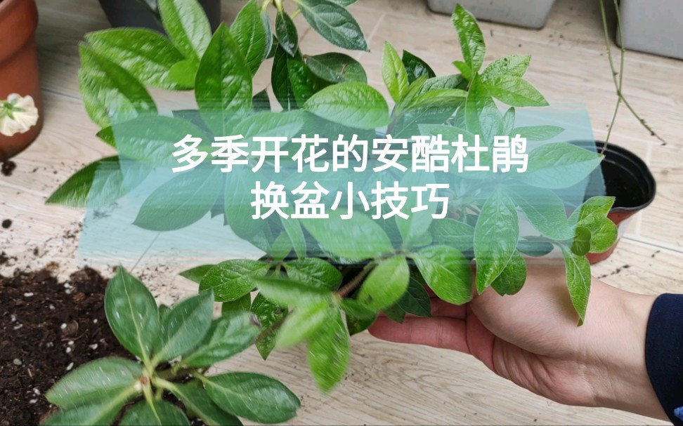 多季开花的安酷杜鹃,换盆小技巧_哔哩哔哩_bilibili