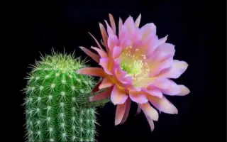 延时摄影下仙人掌开花的瞬间，原来仙人掌也这么美，好看～