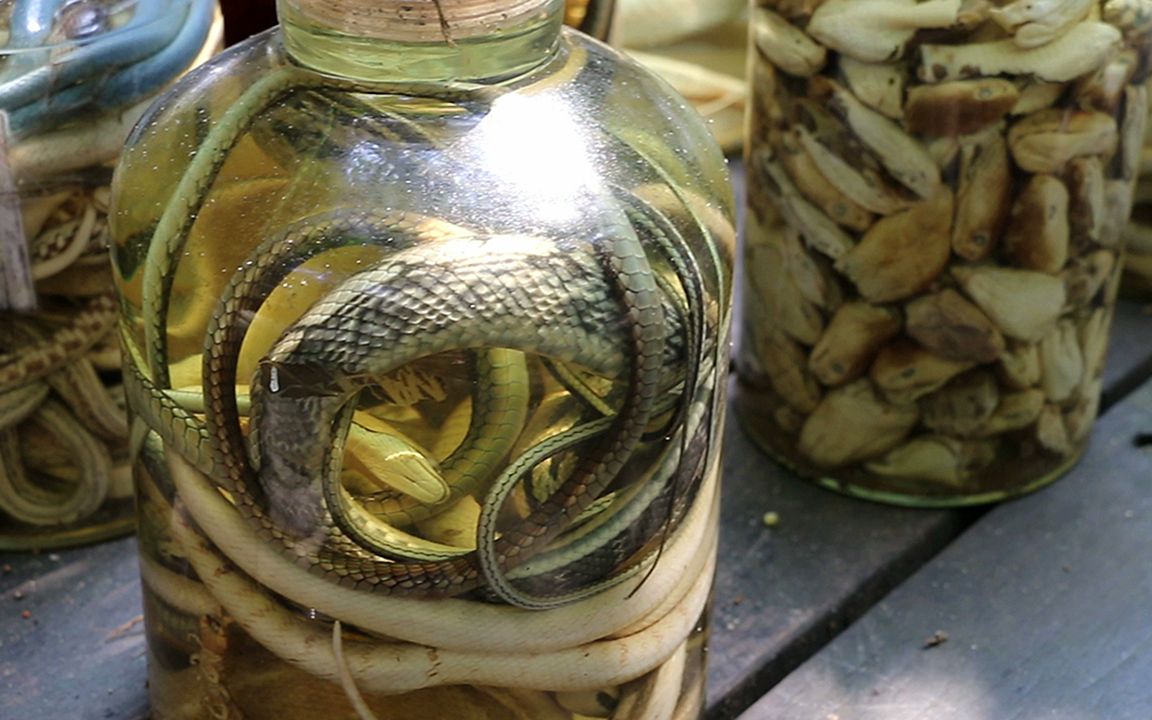 这是苗疆师傅在养蛊看到他的材料我的腿都软了