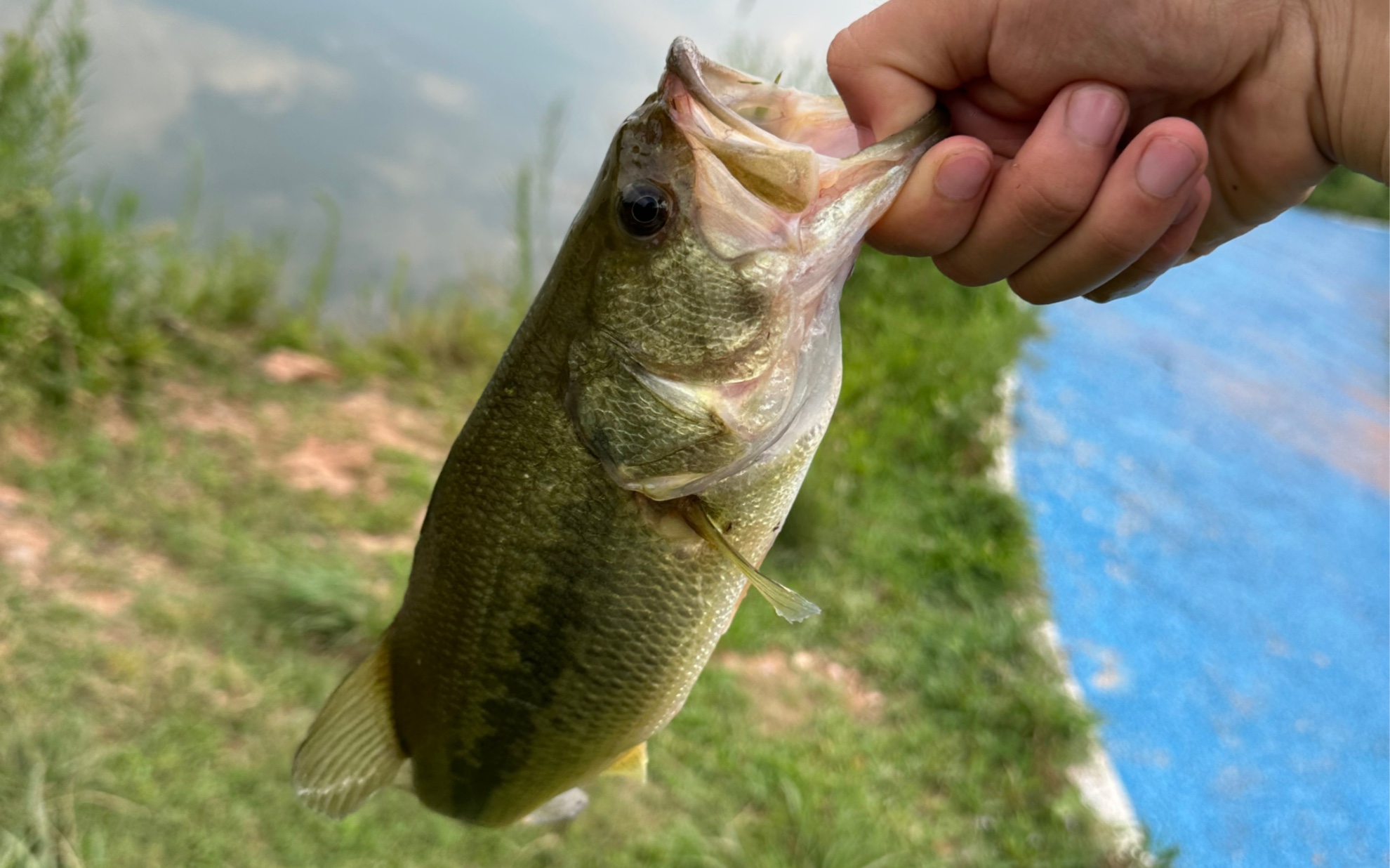 水库探钓野化鲈鱼,皮毛是真漂亮啊