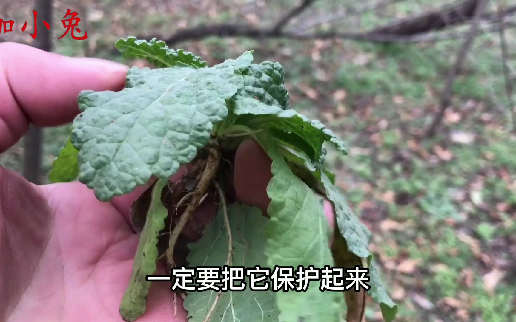 荔枝草又叫“蛤蟆草”,农民朋友把它当宝,看看有啥价值?哔哩哔哩bilibili