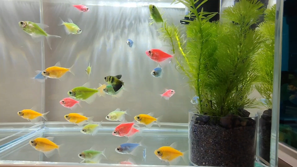 色彩斑斓又活泼可爱的天使鱼