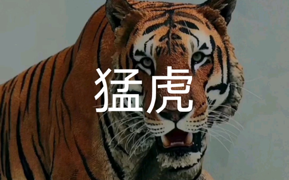 动物模型|孟虎kzt085