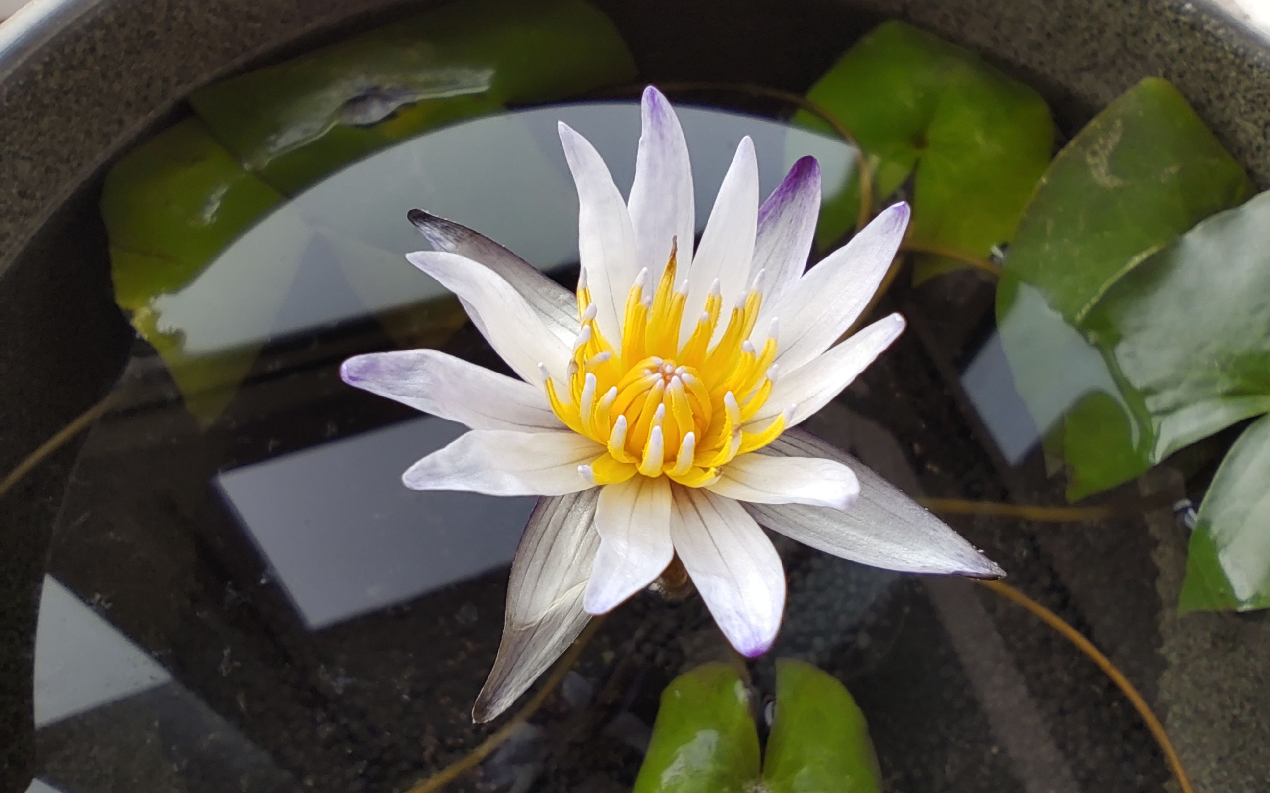 黑美人睡莲开花过程实录