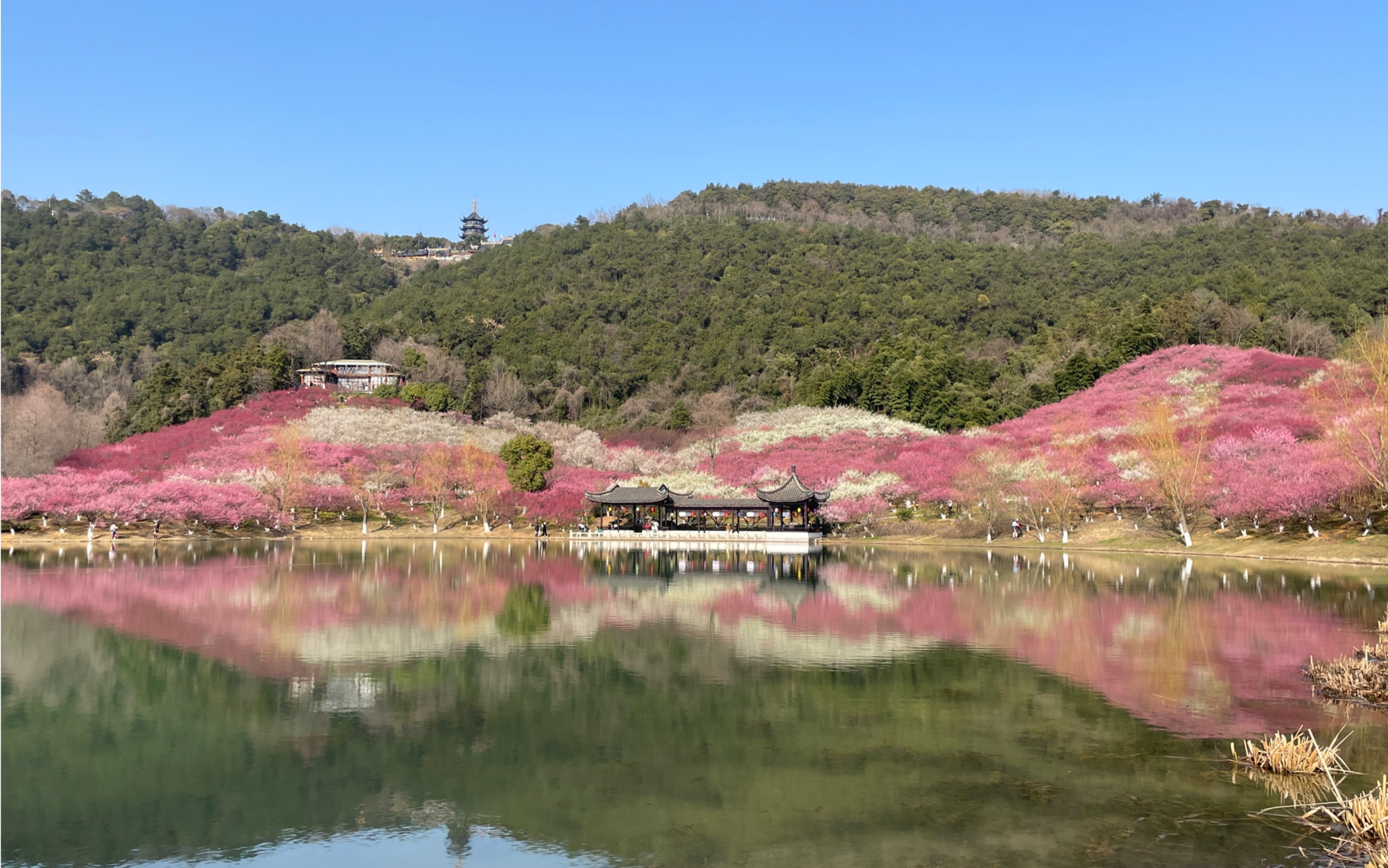 张家港香山梅岭2023.3哔哩哔哩bilibili