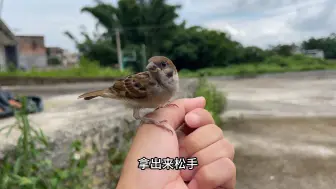 Скачать видео: 放生两天的小麻雀又飞回来找我