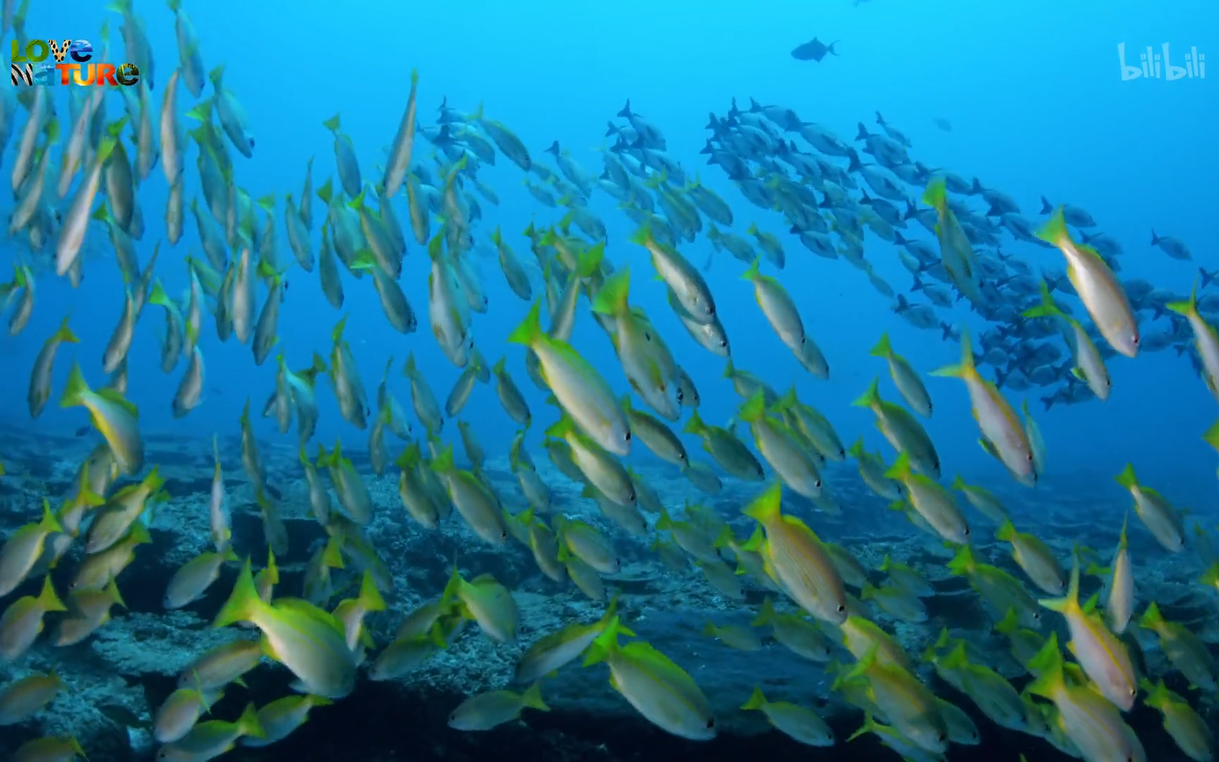 [图]【无垠的狂野蓝海 第三季】看点4：最受欢迎的巨型海洋生物-竖版