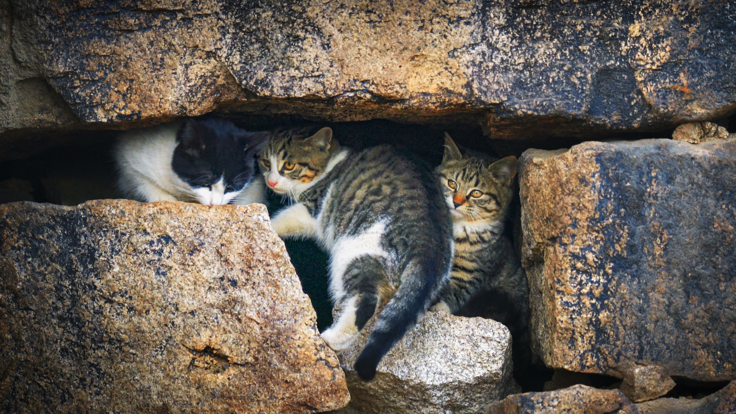 猫门石窟探秘：猫咪造像居然也会互相串门~