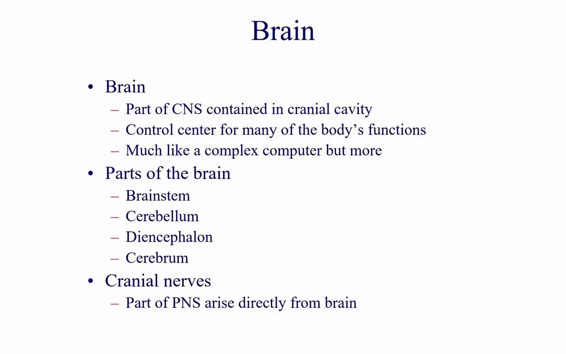 The Brain  脑部解剖哔哩哔哩bilibili