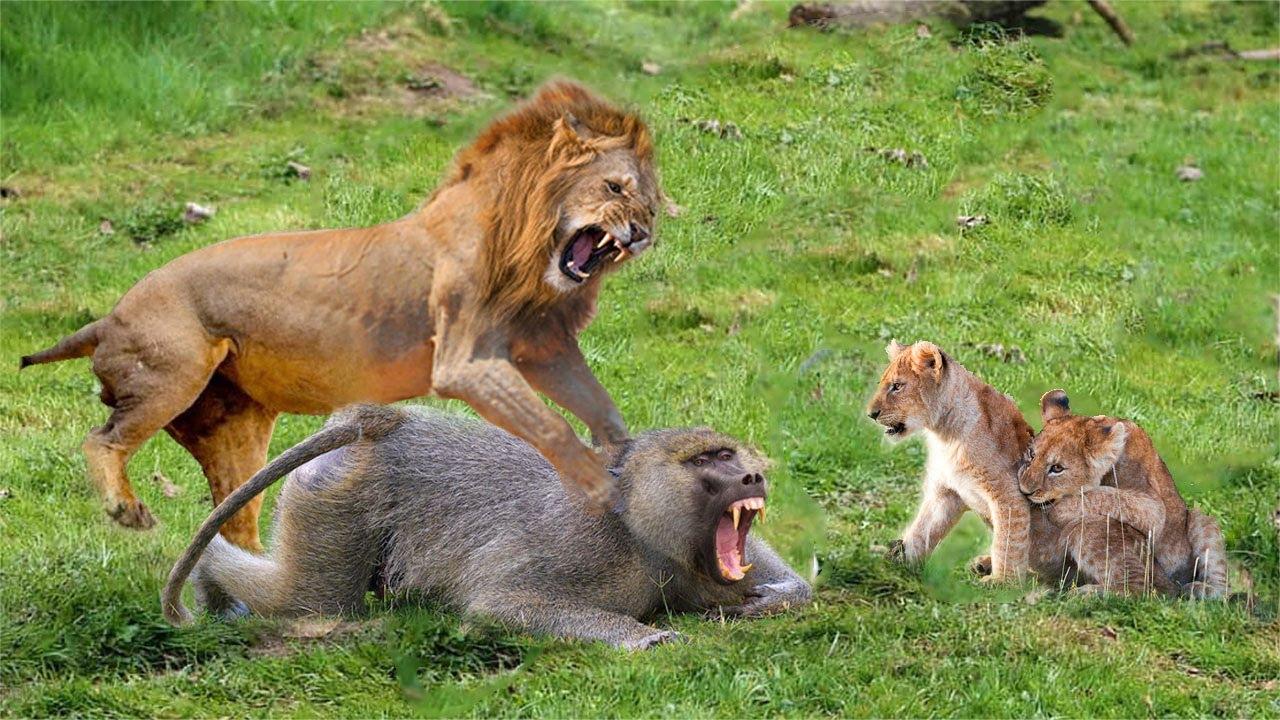 狮子vs狒狒,狒狒真的无所畏惧,超出了我的想象!