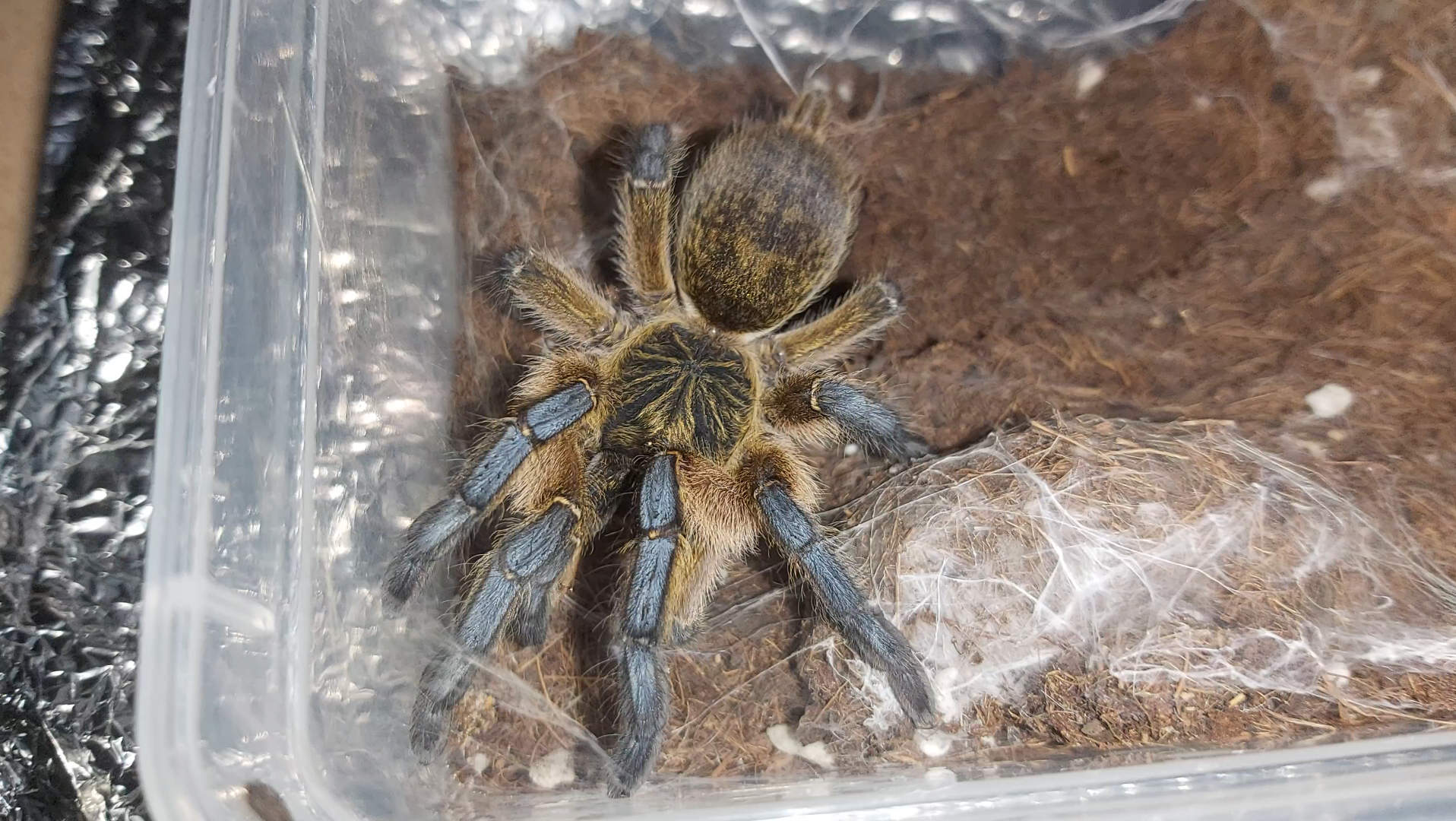 蓝腿巴布捕食等大杜比亚【蓝腿巴布】