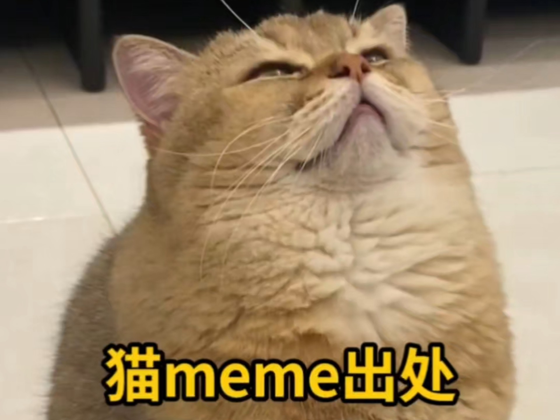 盘点全网最火猫meme表情包,出处都在哪?(28)哔哩哔哩bilibili