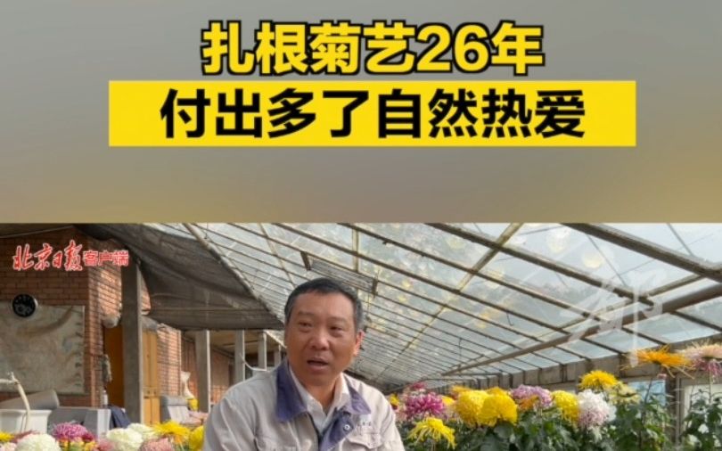 专访天坛菊花班班长|扎根菊艺26年:付出多了自然热爱哔哩哔哩bilibili