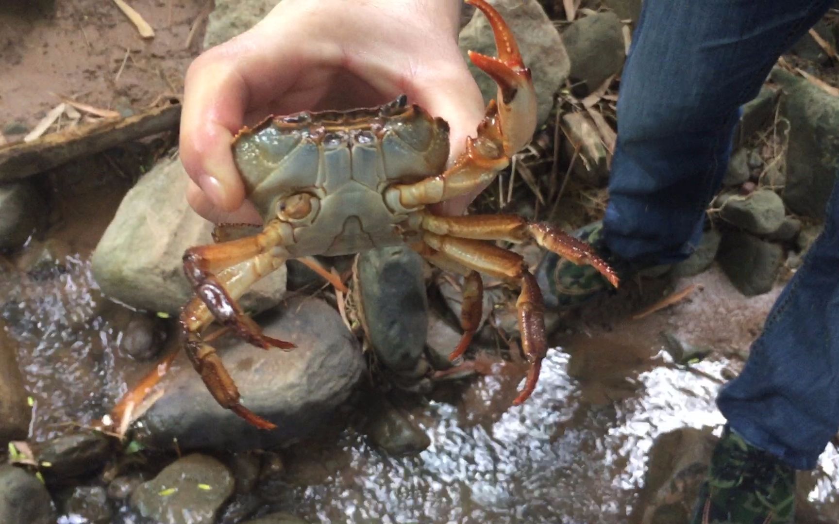山城农人小溪边抓螃蟹, 烤出来太香了, 简直是儿时的记忆!