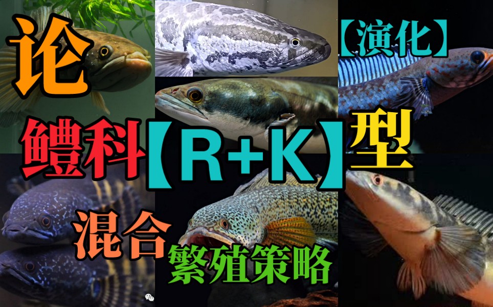 浅谈鳢科的【R型+K型】混合繁殖策略.雷龙鱼.攀鲈目.乌鳢.巴卡雷龙.黄金眼镜蛇.蛇头鱼.黑鱼.小盾鳢.生物入侵】动物行为学.繁殖.科普.【水产少年班】第四集...