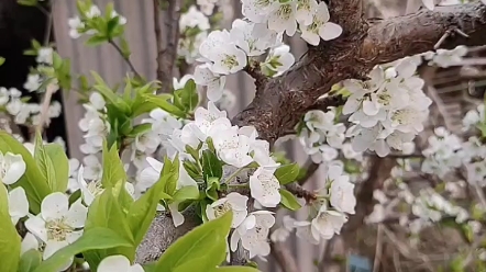 [图]李花开