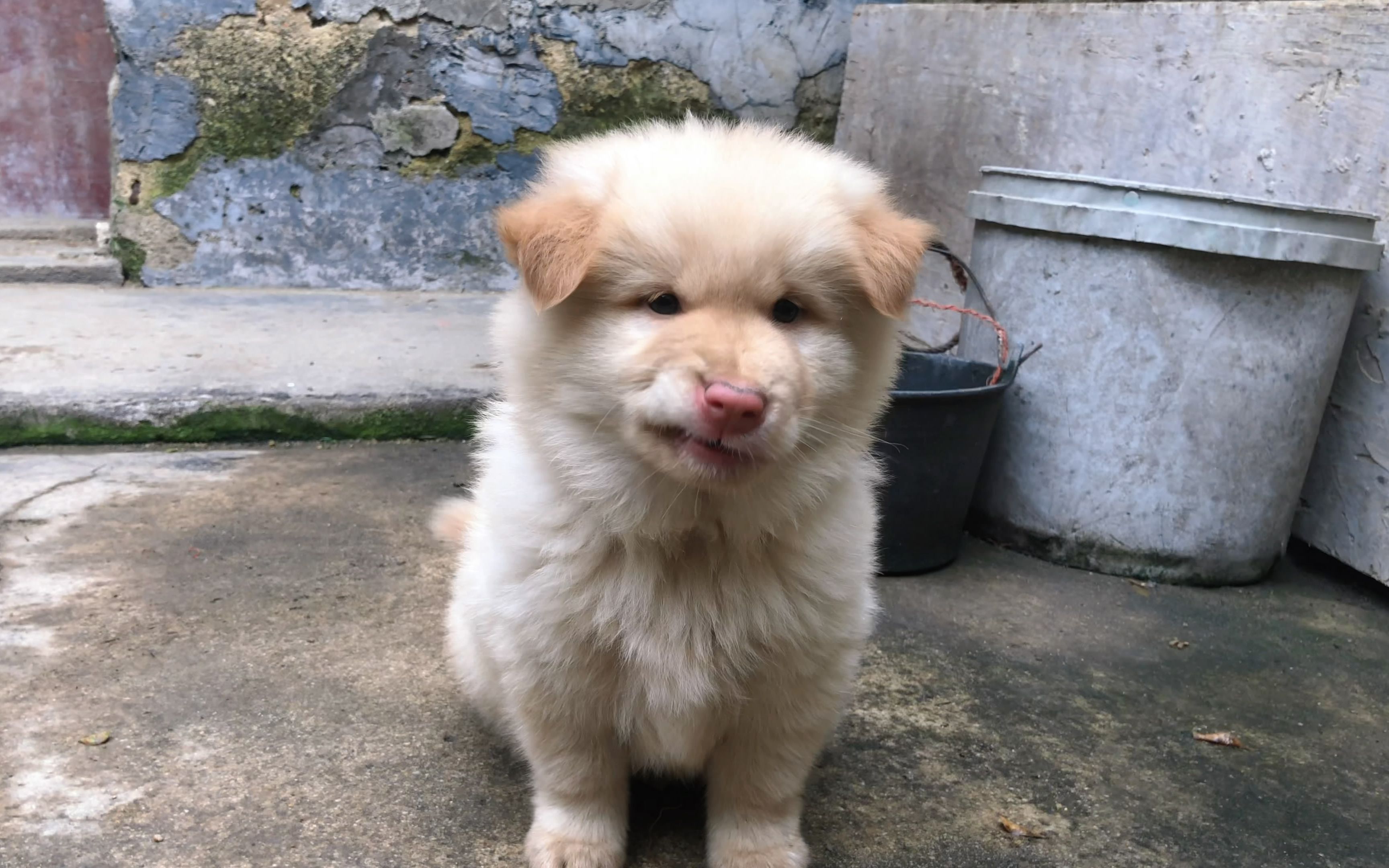 黄土狗幼犬图片