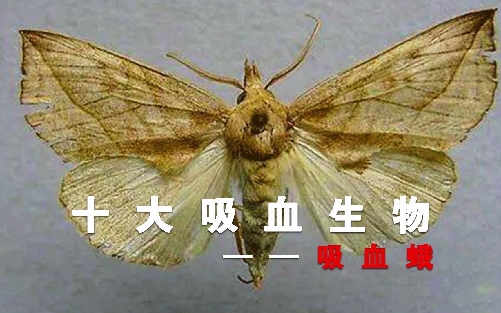 活动作品飞蛾扑火你见过那吸血的飞蛾呢