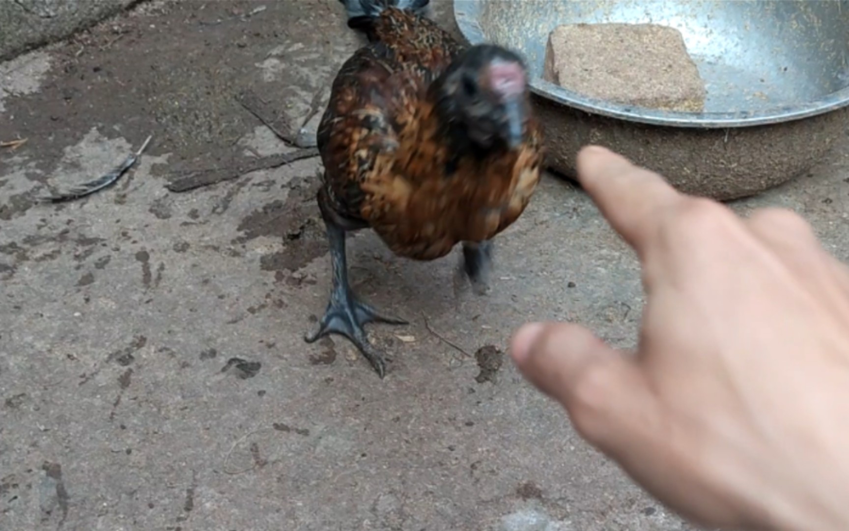 [图]初生牛犊不怕虎，小小年纪就敢跟人干架