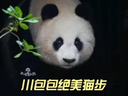 下载视频: 北川出门的猫步十分优雅，踏起的小石头给基地之花增添一丝霸气，阳光洒在川包的脸上，美丽动人