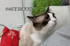 Download Video: 捡来的小流浪猫竟然会做这种事…！哭了…