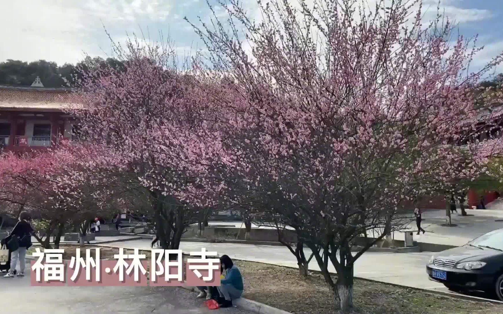 福州千年古寺进入最美梅花季,全寺遍植五百多株梅花,来一起“云赏花”_哔哩哔哩_bilibili
