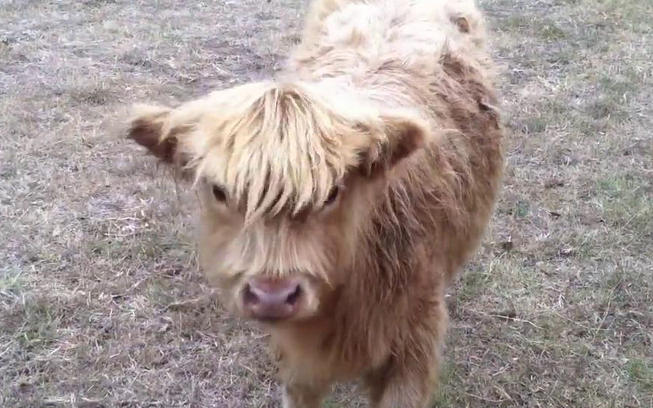 【苏格兰高地牛】少年,你的发型很非主牛嘛
