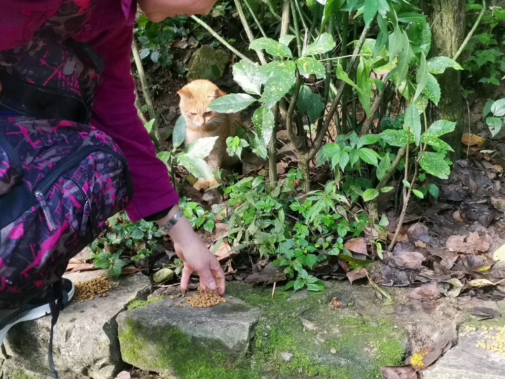 在黔灵山遇见的等待投喂的小猫