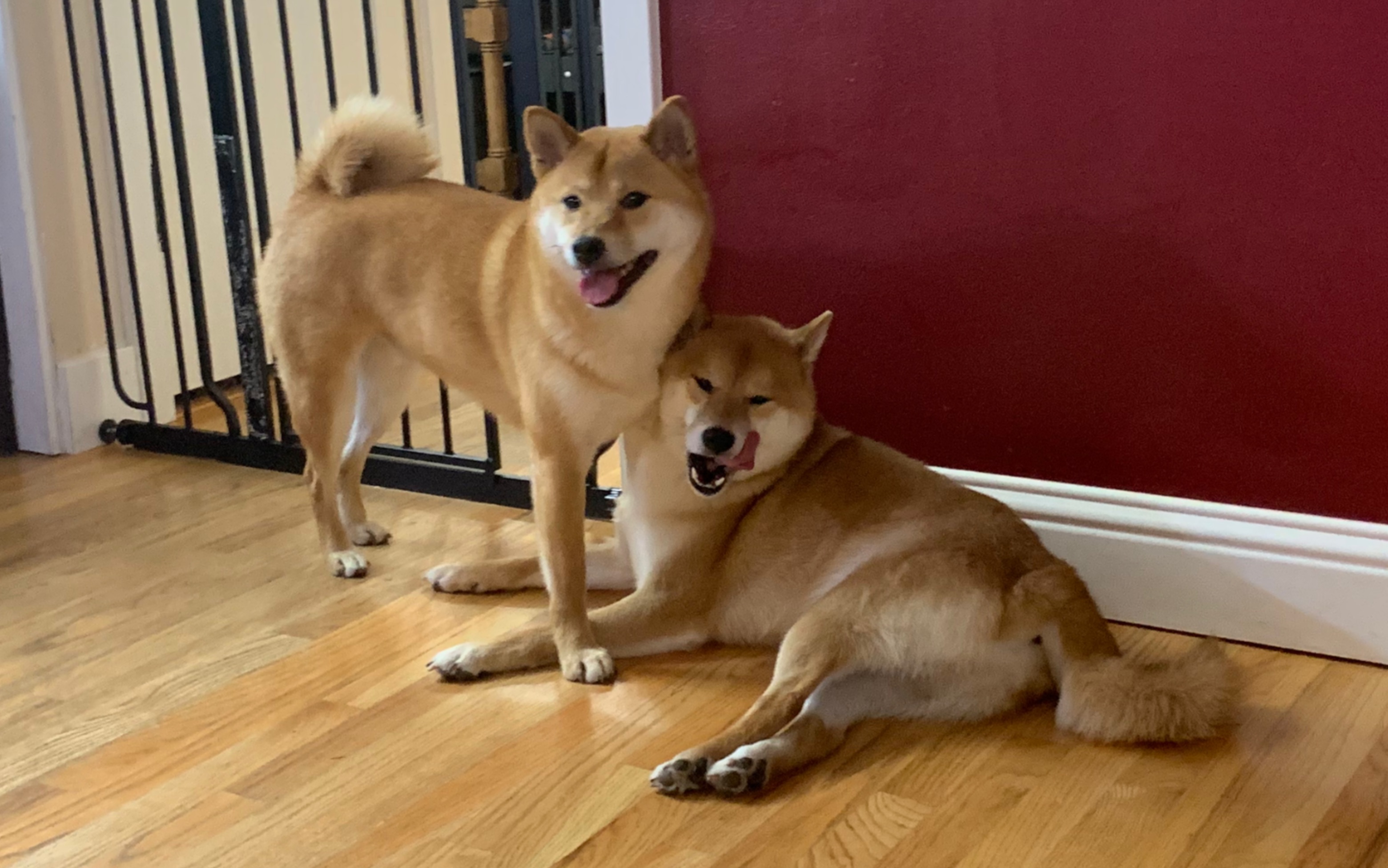 柴犬热狗蠢萌的猪猪男孩们