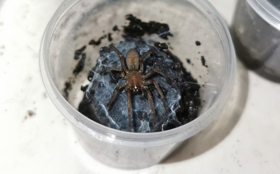 本地洞穴里的隙蛛亚科成员捕食