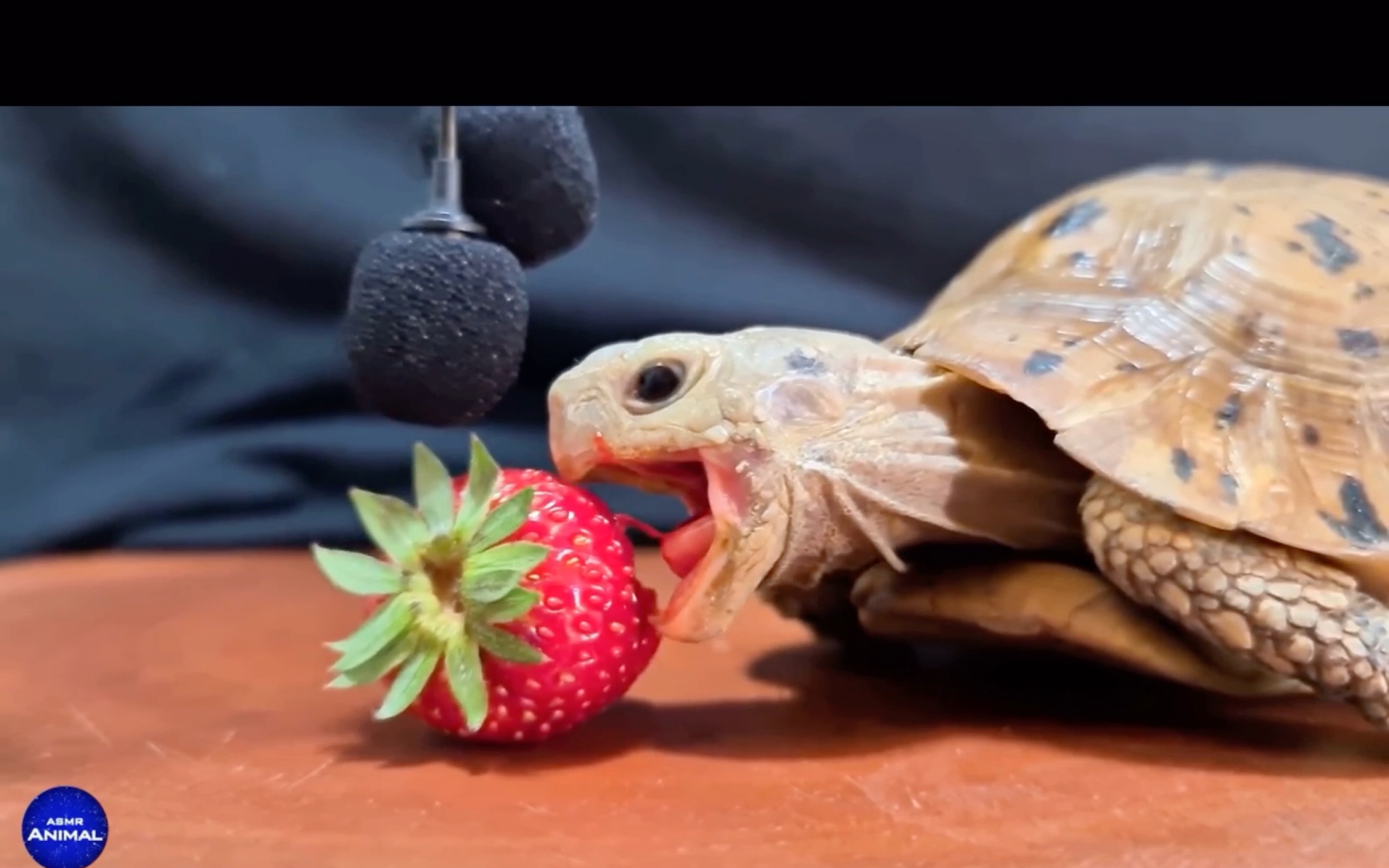【搬运】动物食音 可爱小乌龟吃草莓的声音