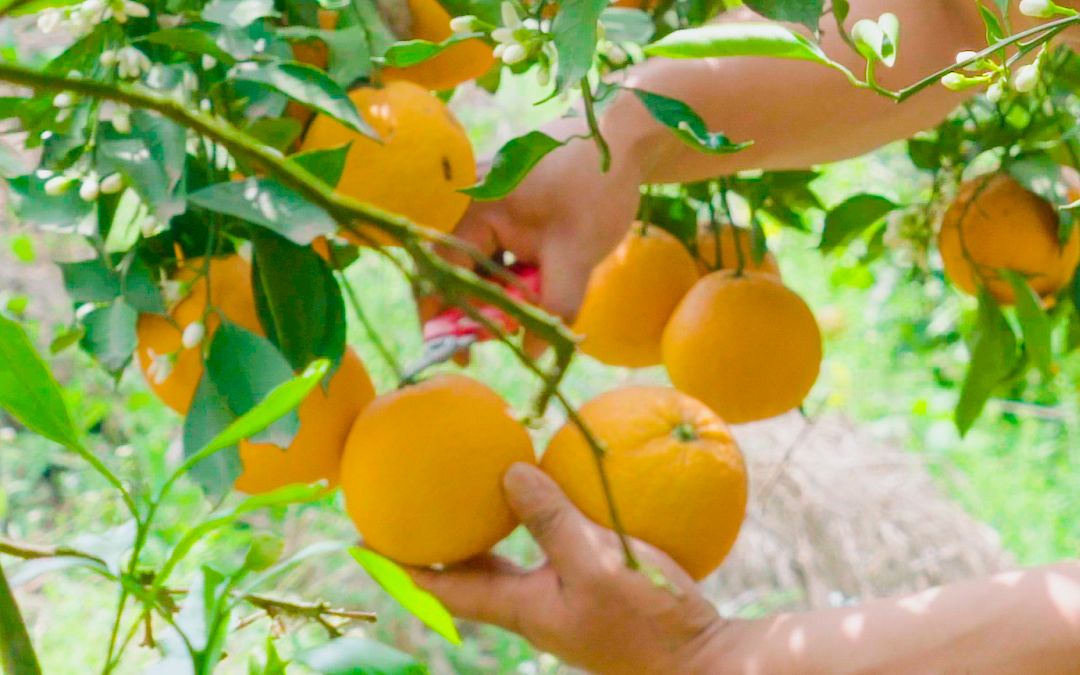 重庆的水果比不上四川那么丰富,不过也够我采摘好一阵了