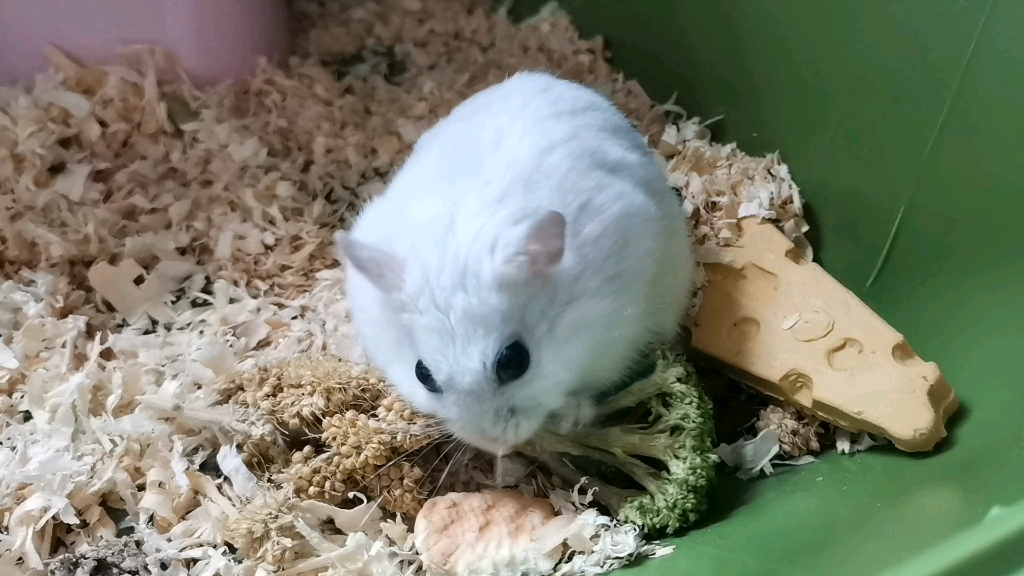 【仓鼠】雪球生前留存01