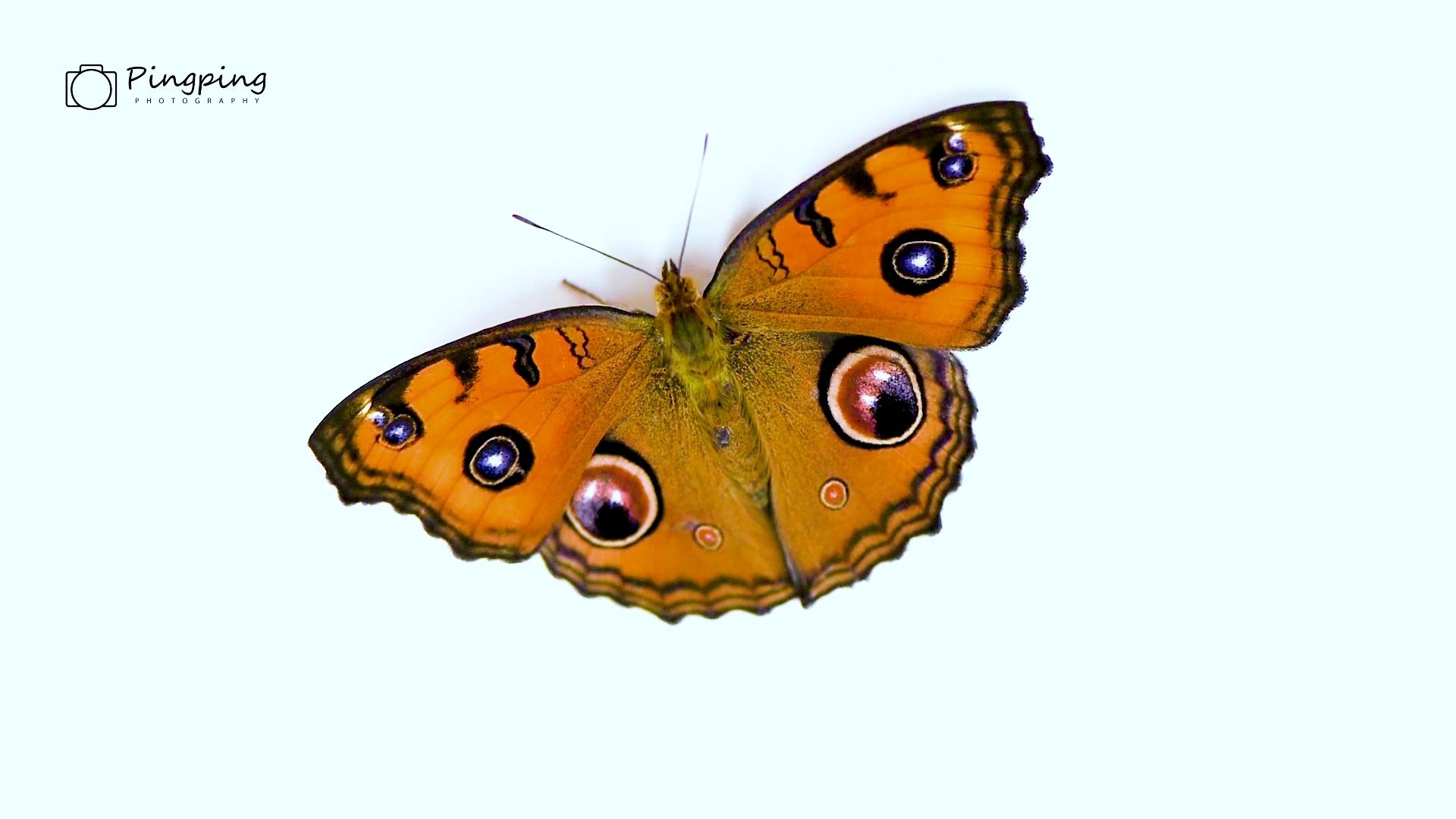 神奇!它的翅膀上竟然长满了眼睛!记录一只美眼蛱蝶Junonia almana(linnaeus)的成长过程!哔哩哔哩bilibili