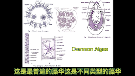 [图]Eutrophication