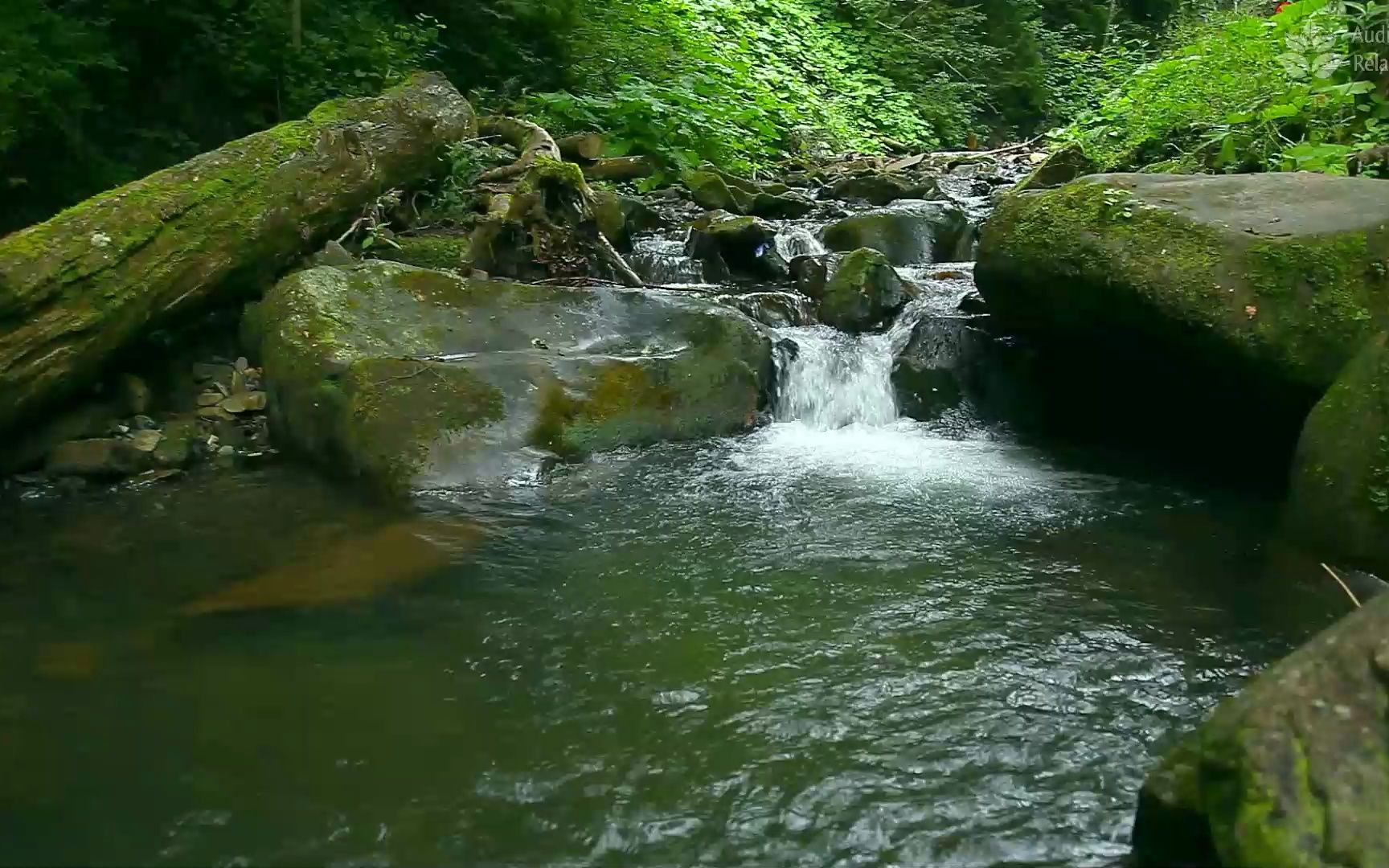 [图]舒缓的森林溪流：深度放松和缓解压力的放松声音