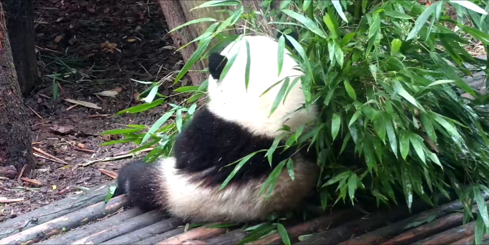 花糯米团子背影吃播 大熊猫和花