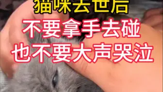 为什么说猫咪去世后，不要用手碰，更不要大声哭泣，这个视频告诉你答案