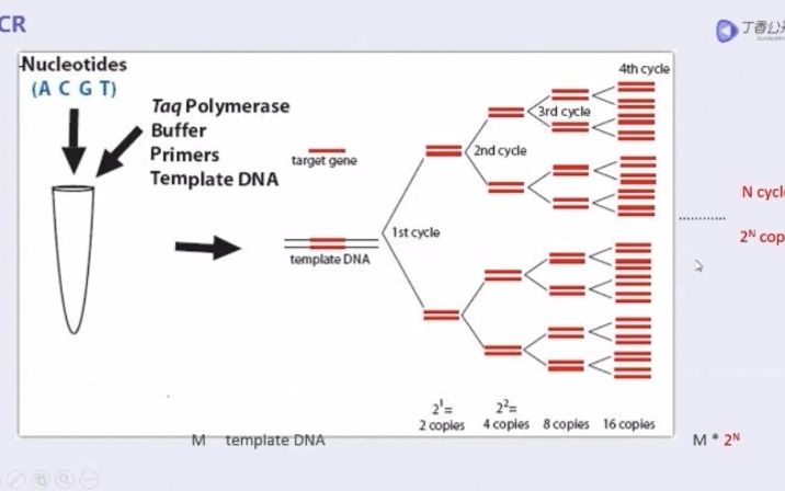 第13节 巢式PCR 概述哔哩哔哩bilibili