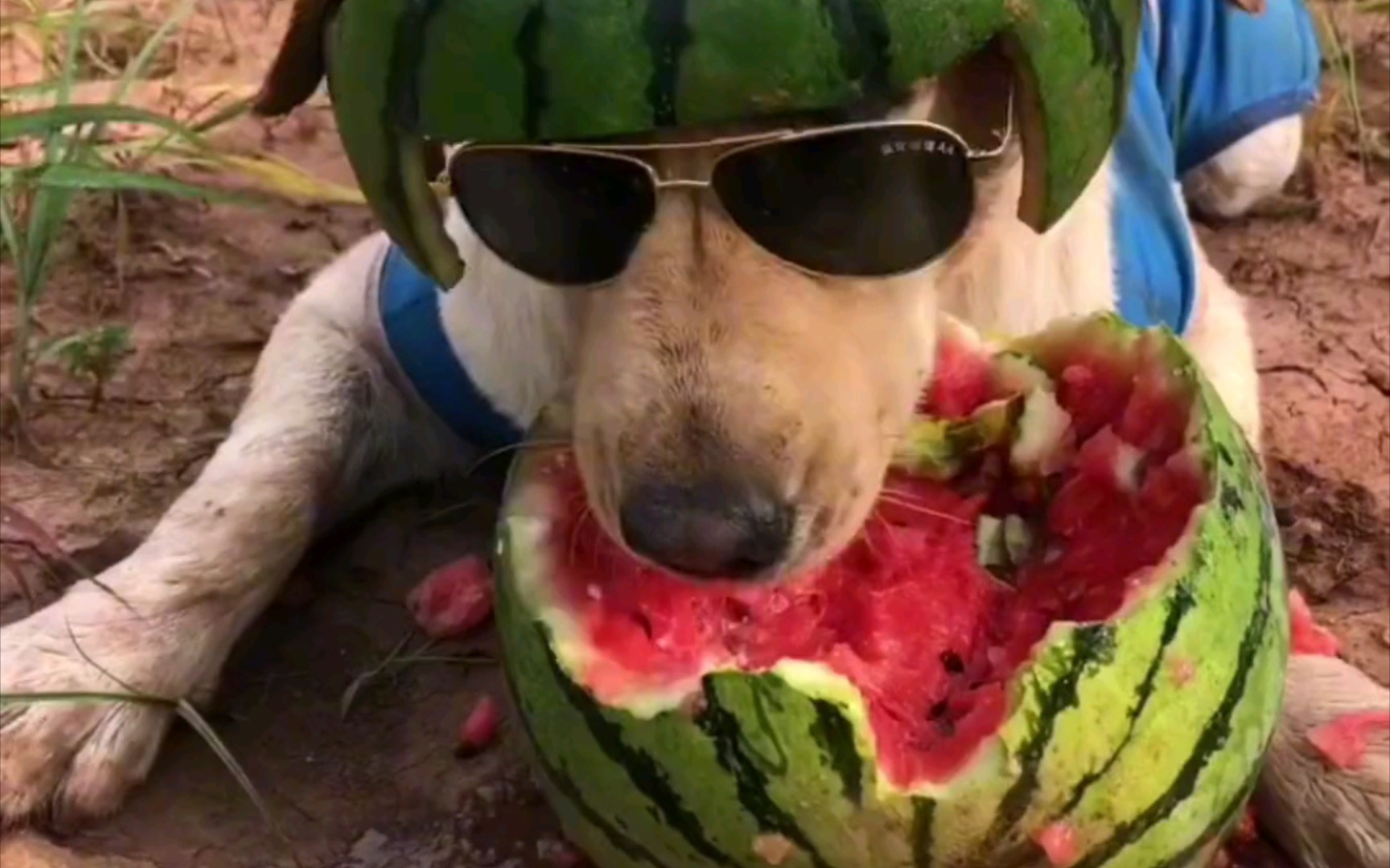 拉布拉多 种的西瓜已经发芽了,想象一下四个月后大口吃西瓜的场景