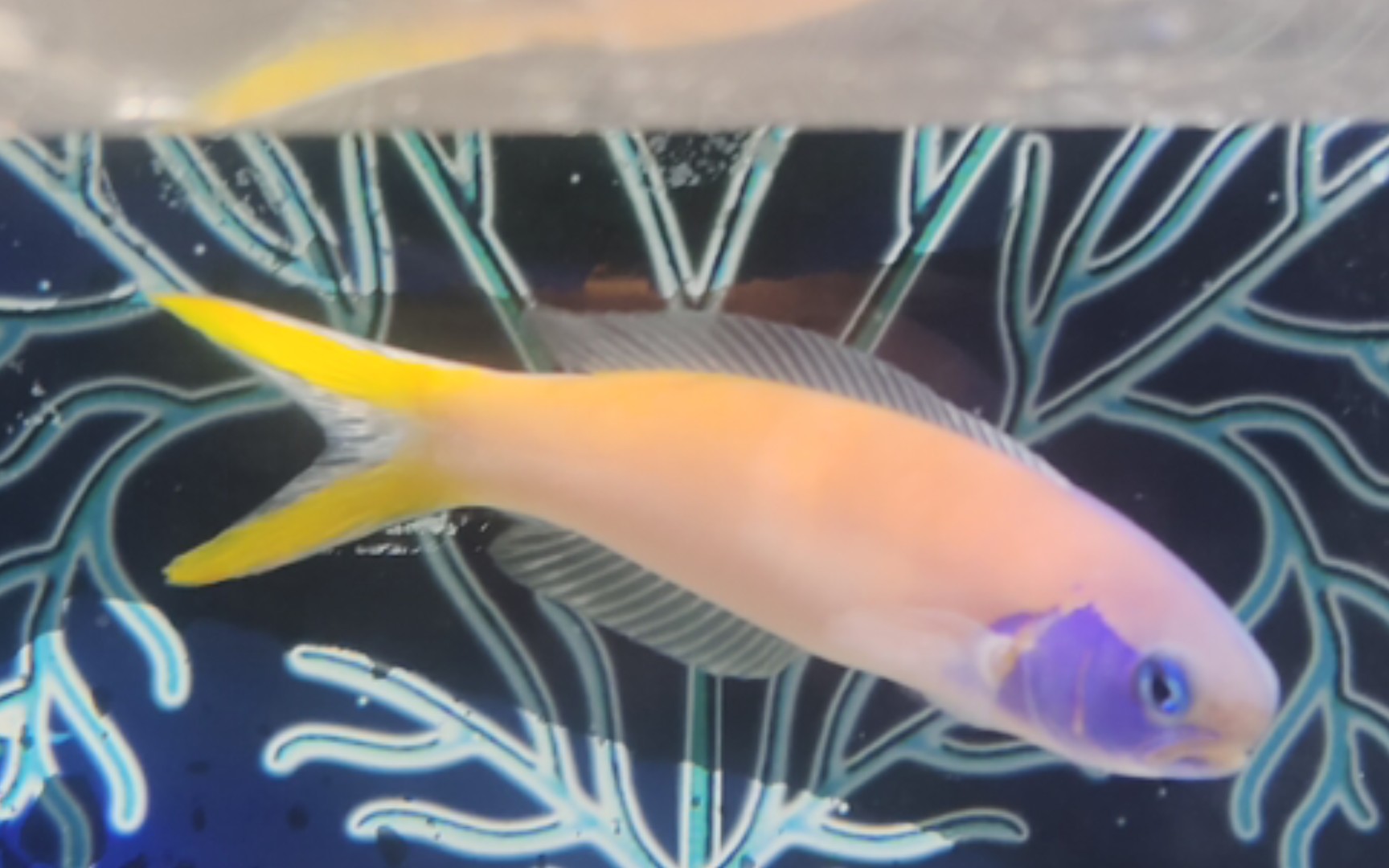 弱棘鱼 2021 8.31视频备份