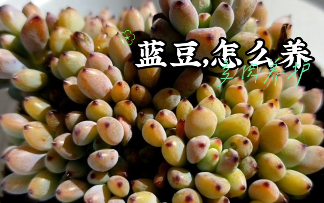 蓝豆,小叶型多肉植物,如何养护?哔哩哔哩bilibili