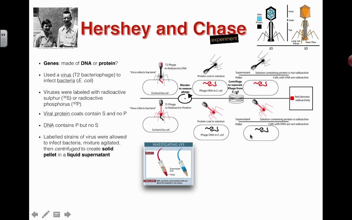 hersheyandchaseexperiment2016ibbiology