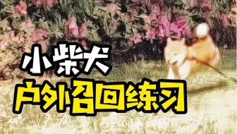 柴犬智商排名 柴犬智商排名